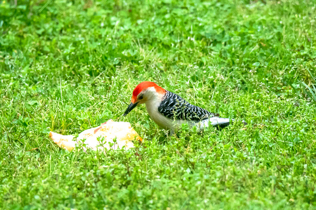 Backyard Birds NH-1898.jpg